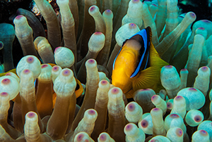 Anemonenfisch in Blasenannemon klein